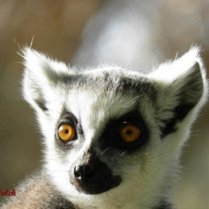 lemur de cola anillada