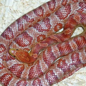 frosted corn snake 2