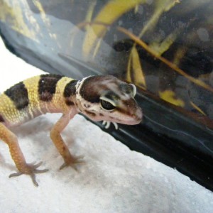 Mi gecko leopardo