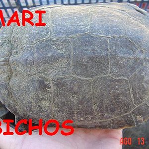 tortus malas 046.jpg