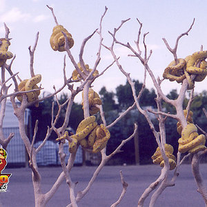 biak_chondro_babies_manzanita.jpg