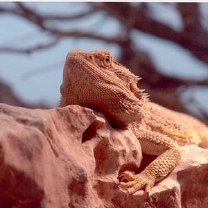 pogona.jpg