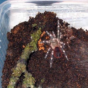 A.Geniculata_zahiro.jpg