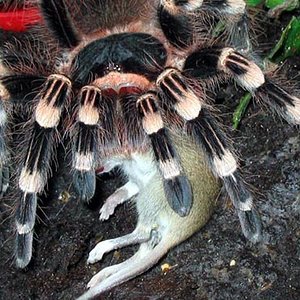 A.Geniculata_zahiro02.jpg