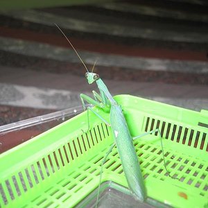 mantis.JPG