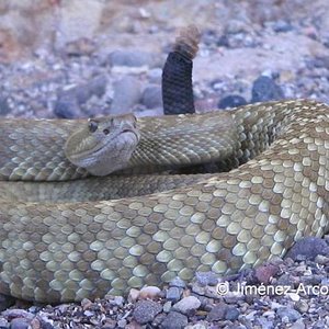 Crotalus estebanensis1.jpg