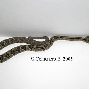 Crotalus simus.jpg