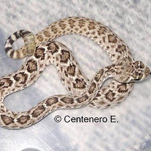 Crotalus atrox.jpg