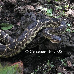 Crotalus molossus negrescens.jpg