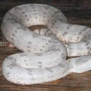 Crotalus lepidus1.jpg