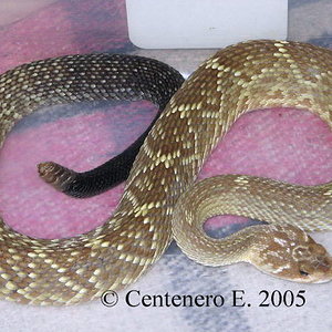 Crotalus molossus molossus.JPG