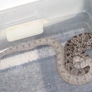 Crotalus lepidus.jpg