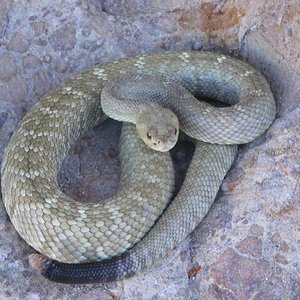 crotalus estebanensis2.jpg