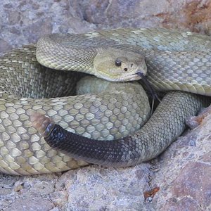 crotalus estebanensis3.jpg