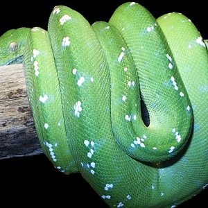 viridisfauna.jpg