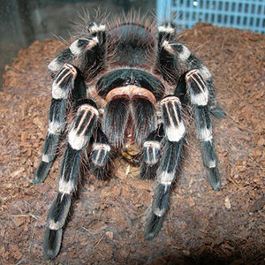 Acanthoscurria geniculata.jpg