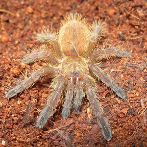 Pterinochilus murinus.jpg