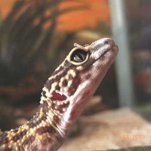 gecko leopardo.JPG