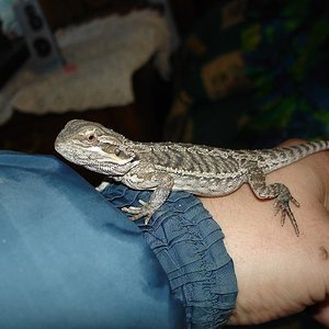 POGONA-VITTICEPS-2.JPG