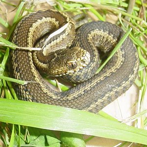 vipera seoanei.JPG