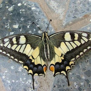 Papilio machaon 2 (Small).JPG