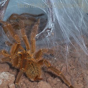 P.murinus galleri 1.JPG