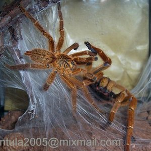 P.murinus galleri 2.JPG