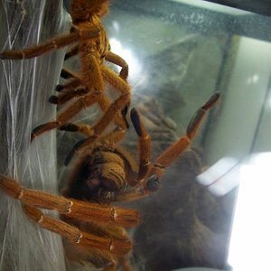 P.murinus galleri 3.JPG