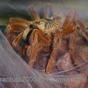 P.murinus galleri 4.JPG