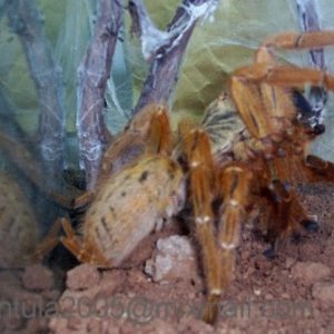 P.murinus .fauna 6.JPG