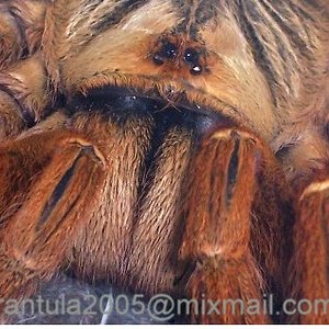 P.murinus galleri 5.JPG