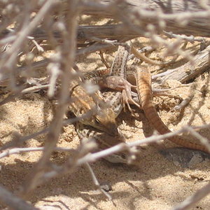 Fuerteventura´05 00057.jpg