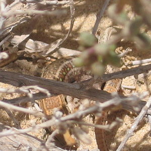 Fuerteventura´05 00058.jpg