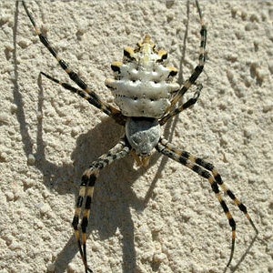 Argiope-Lobata.jpg