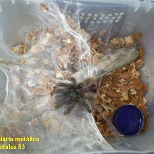 Avicularia Sr. Hurtado. 001.jpg