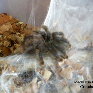 Avicularia Sr. Hurtado. 006.jpg