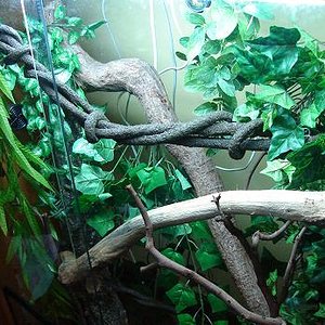 phelsuma 006.jpg