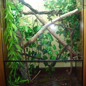 phelsuma 001.jpg