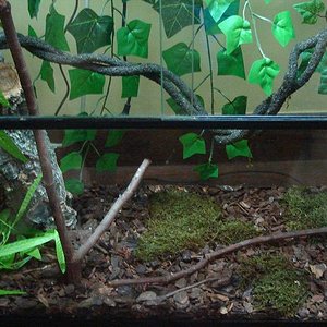 phelsuma 004.jpg