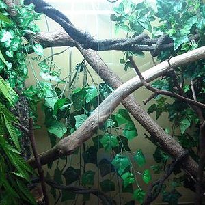 phelsuma 005.jpg