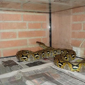 PYTHON RETICULATUS (2).JPG