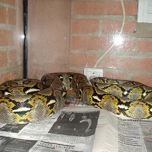 PYTHON RETICULATUS (4).JPG