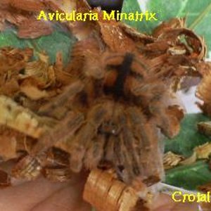 Avicularia minatrix.JPG