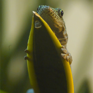 Phelsuma standingii 01.jpg