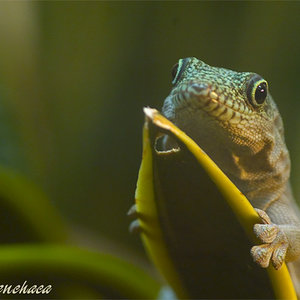 Phelsuma standingii 02.jpg