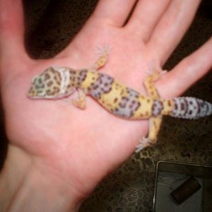 gecko macho.JPG