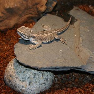 Pogona-1.jpg