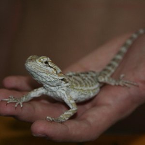 pogona reducida.JPG