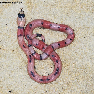 Lampropeltis%20tri%20hondurensis%20hypo%20aberrant.jpg