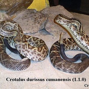 Crotalus d. cumanensis Ed-Gf83.JPG